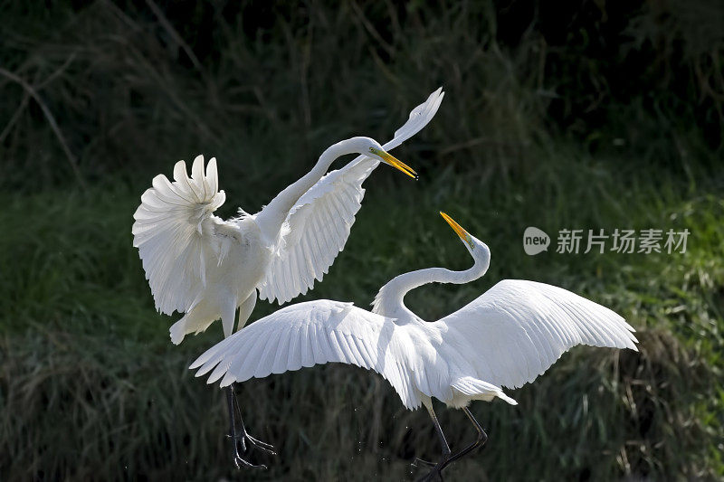 大白鹭战斗(Ardea alba)